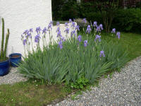 iris2006-[800x600].jpg